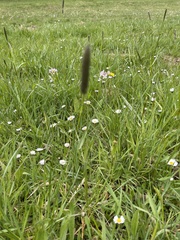 Alopecurus geniculatus