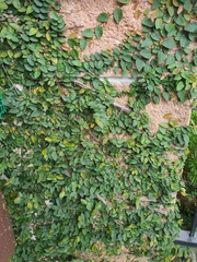 Ficus pumila