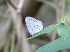 Udara albocaerulea