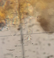 Aleurodiscus canadensis