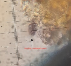 Aleurodiscus canadensis