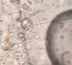 Aleurodiscus canadensis