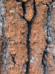 Trentepohlia umbrina