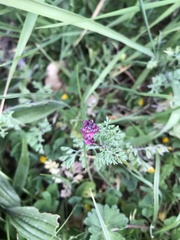 Fumaria officinalis officinalis