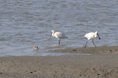 Platalea leucorodia