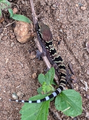 Hemidactylus whitakeri