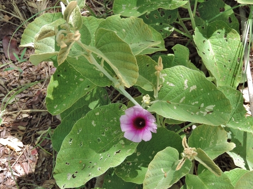 Ipomoea verbascoidea, photograph 3