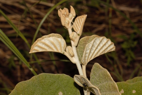 Ipomoea verbascoidea, photograph 4