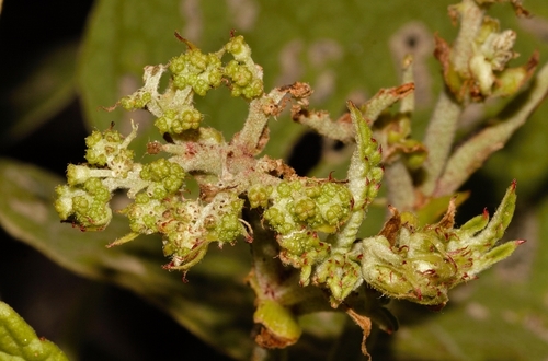 Ipomoea verbascoidea, photograph 5