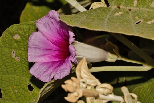 Ipomoea verbascoidea