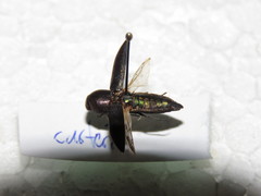 Bubastes carteri