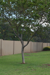Combretum erythrophyllum