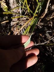 Carex trifida