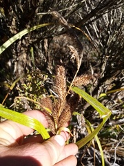 Carex trifida