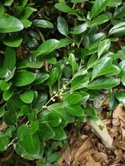 Buxus sinica