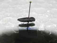 Bubastes carteri