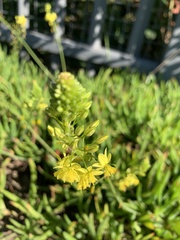 Bulbine latifolia