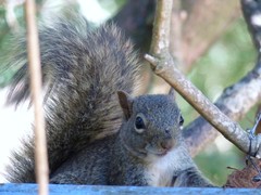 Sciurus aestuans ingrami