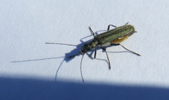 Oedemera