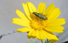 Haplomalachius flabellatus