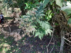 Berkheya bipinnatifida bipinnatifida