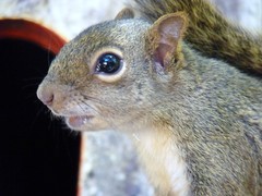 Sciurus aestuans ingrami