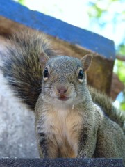 Sciurus aestuans ingrami
