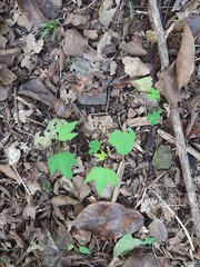 Ipomoea mauritiana