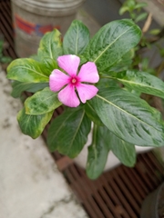 Catharanthus roseus