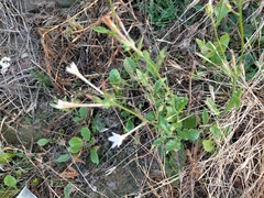 Nicotiana plumbaginifolia