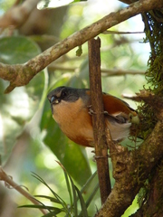 Microspingus lateralis