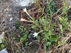 Nicotiana plumbaginifolia