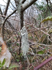 Usnea articulata