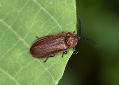 Cyphonocerus sanguineus