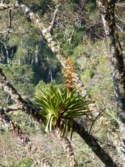 Vriesea sceptrum