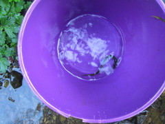 Anguilla dieffenbachii