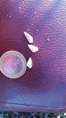 Cochlicella