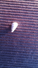 Cochlicella