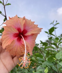 Hibiscus
