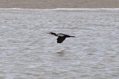 Phalacrocorax carbo
