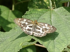 Abraximorpha davidii