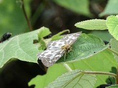 Abraximorpha davidii