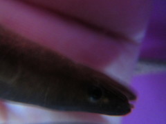 Anguilla dieffenbachii