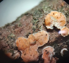 Phaeotremella simplex