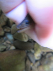 Anguilla dieffenbachii