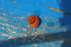 Euchelus asper
