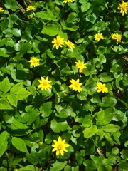 Ficaria verna