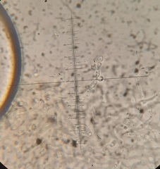 Phaeotremella simplex