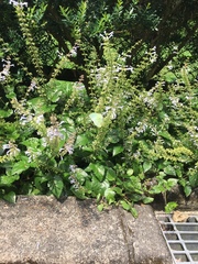 Salvia tashiroi