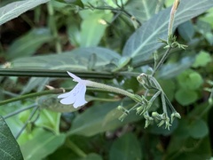 Rhinacanthus gracilis